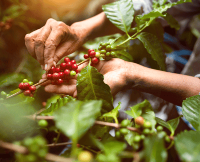Gevalia person som håller kaffebönor kaffeväxt i kaffeplantage
