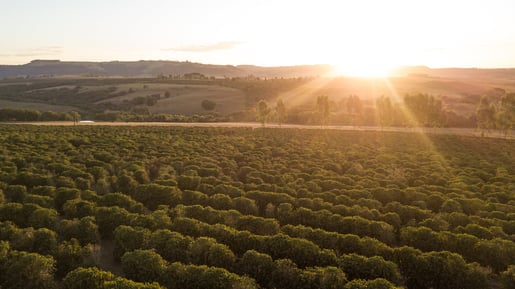 Brazil Coffee Landscape